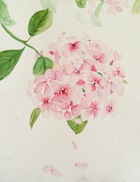 绣球花