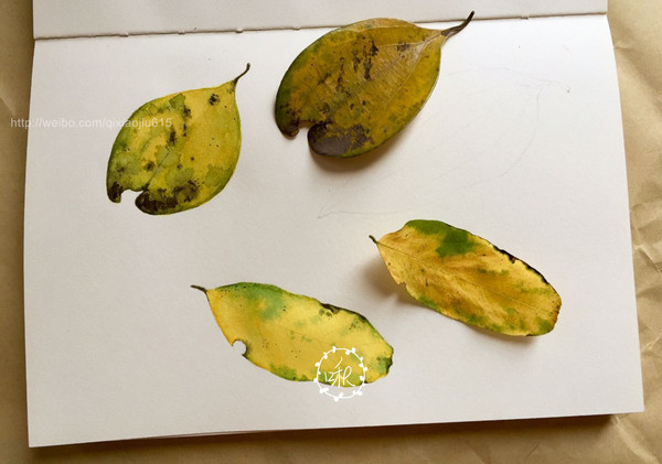 树叶 leaf