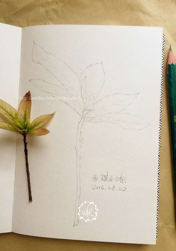 树叶 leaf