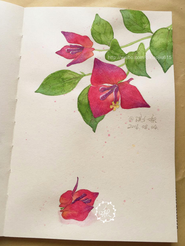 三角梅 Triangle plum