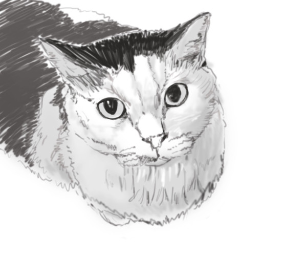 猫落書き詰め合わせ