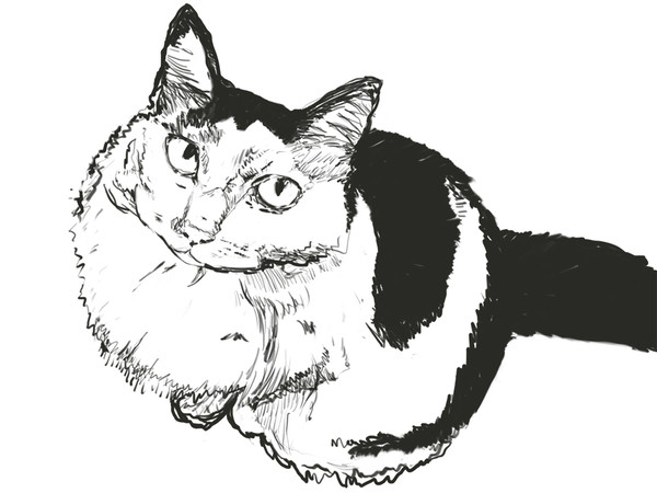 猫　落書き