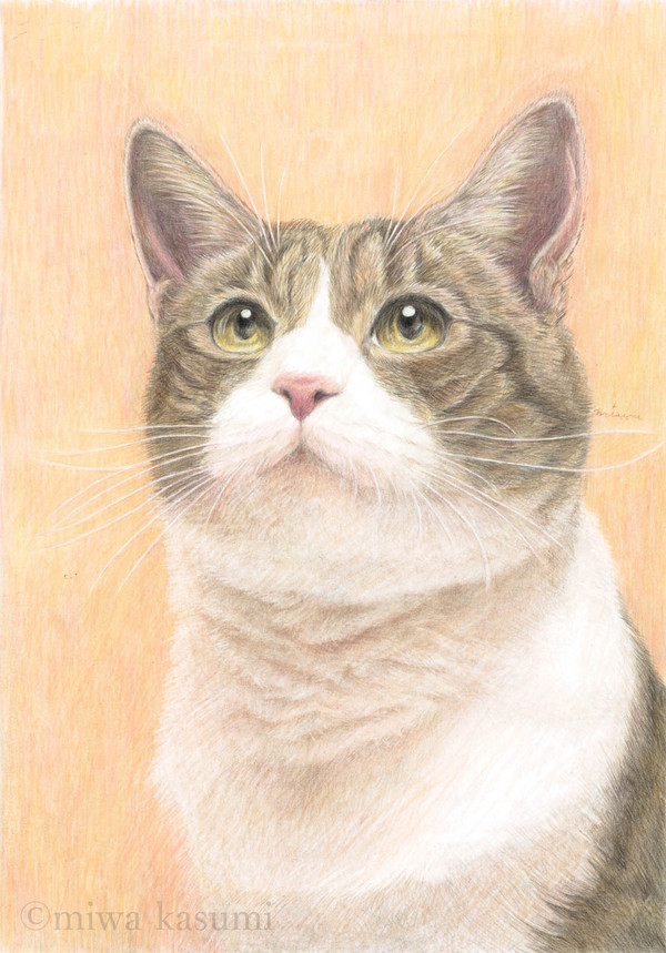 キジ猫レオ君