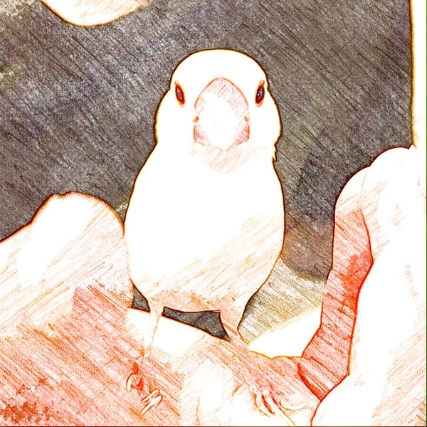 白文鳥