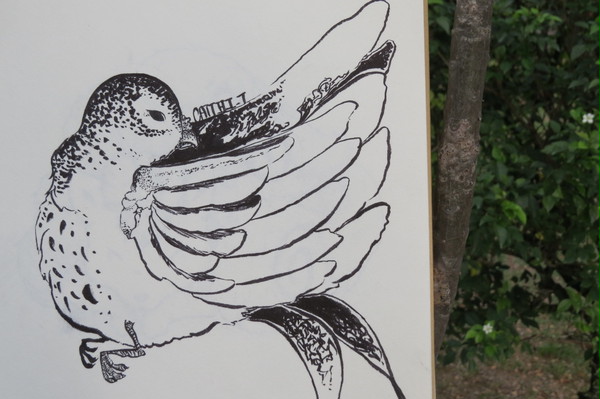 I drew a bird :D