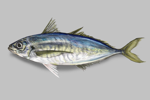 鯵