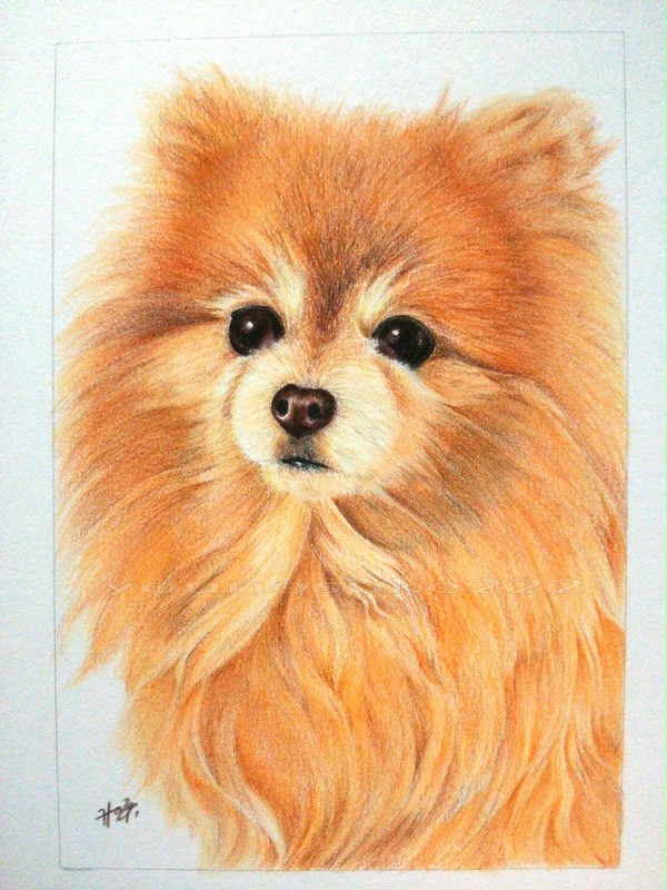 ポメラニアン  色鉛筆画