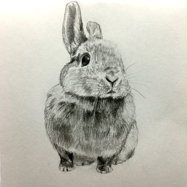 うさぎ