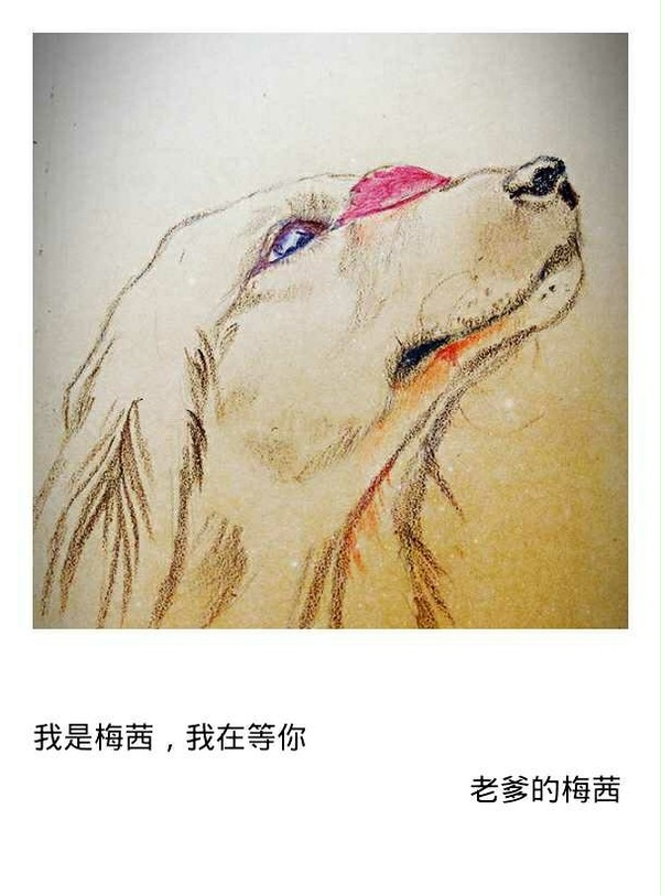 金毛梅茜