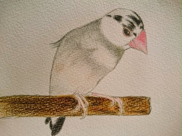 文鳥