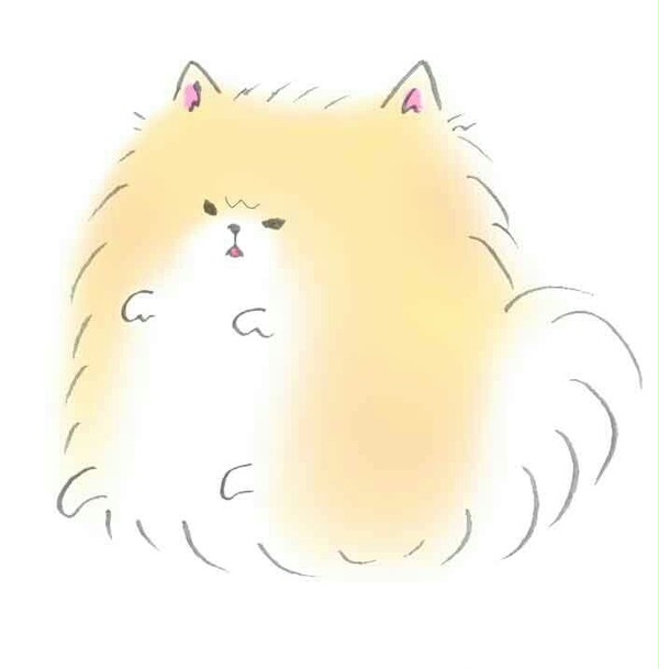 おこ　ポメラニアン
