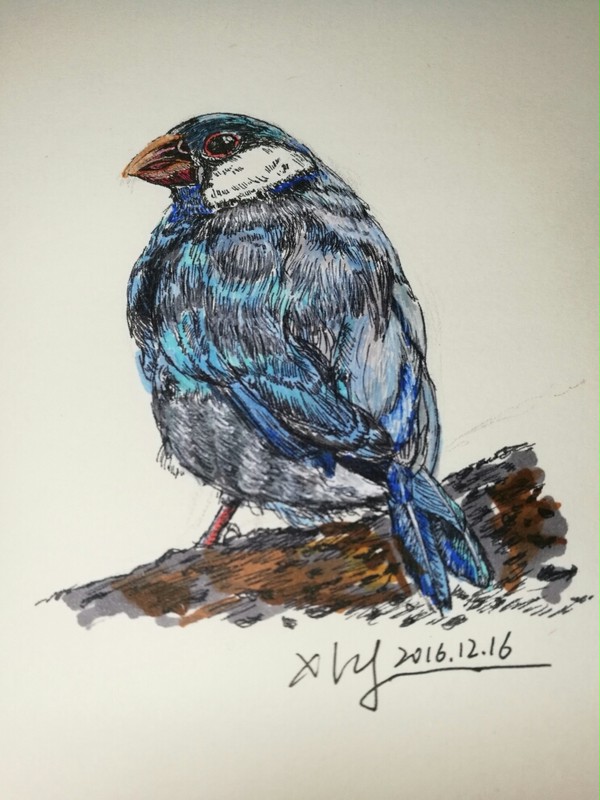 鸟