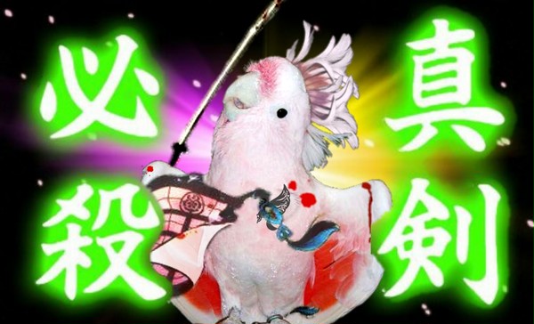 傾国鳥