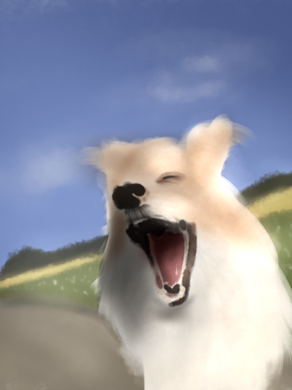 犬