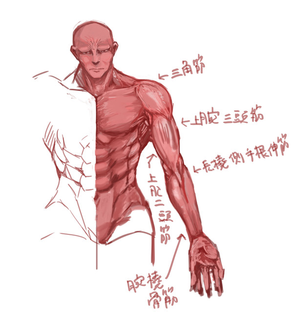 筋肉練習