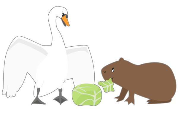 白鳥とカピバラ