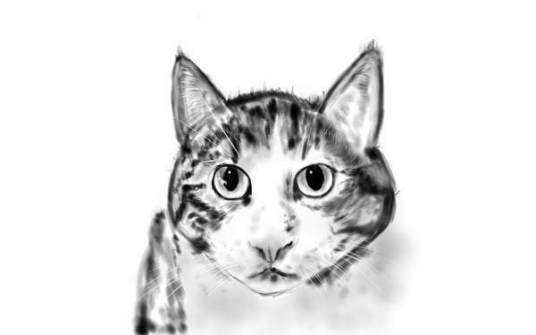 猫です