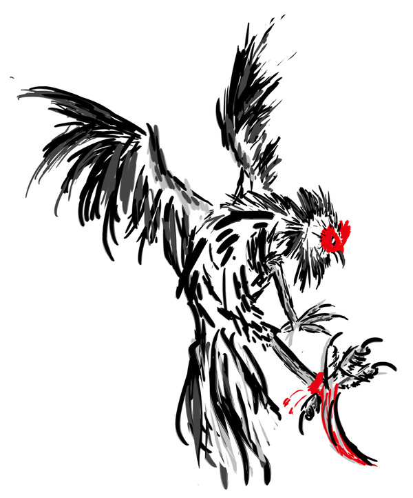 fighting cock