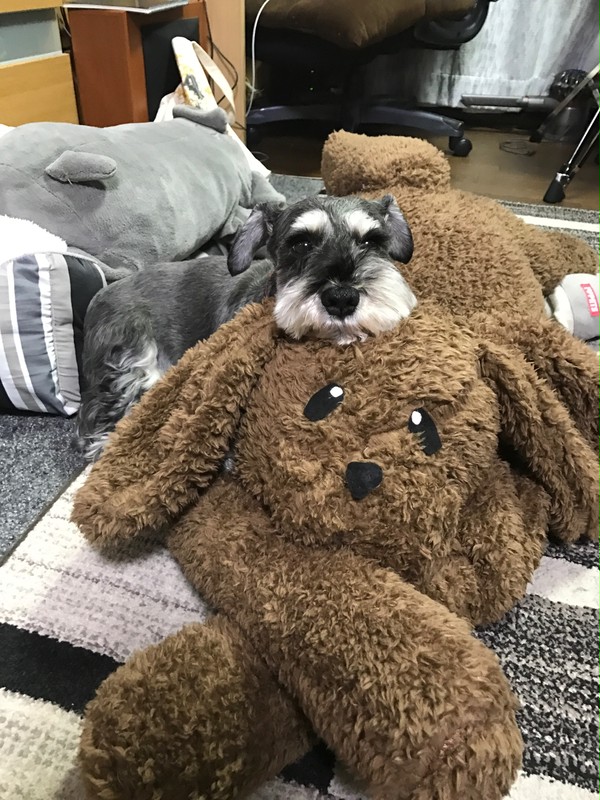 マッカチンと愛犬
