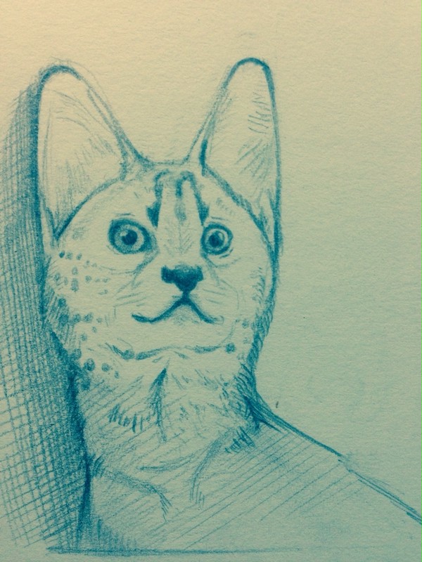サーバル 薮猫