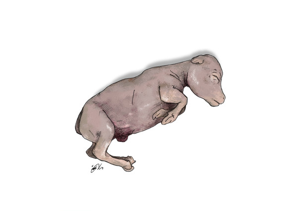COW FETUS