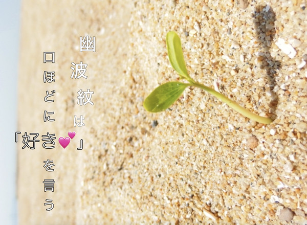 スパザワ花ポル小説