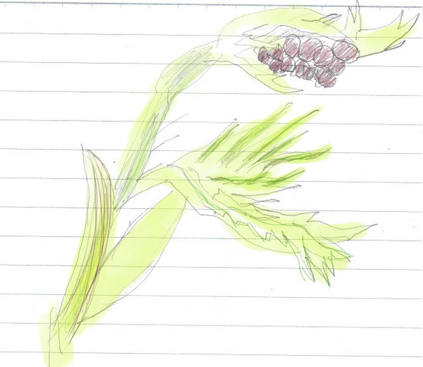 紅葉の花