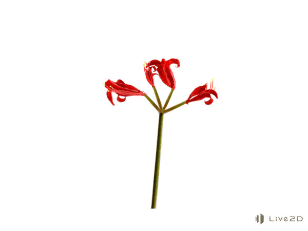 彼岸花