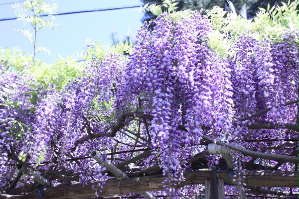 藤の花