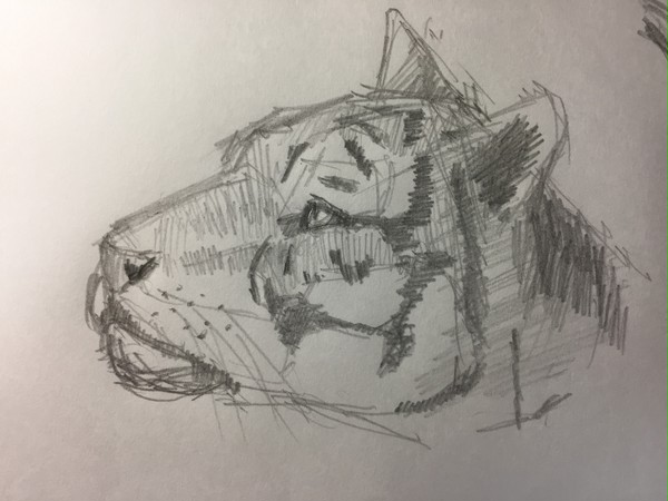 模写