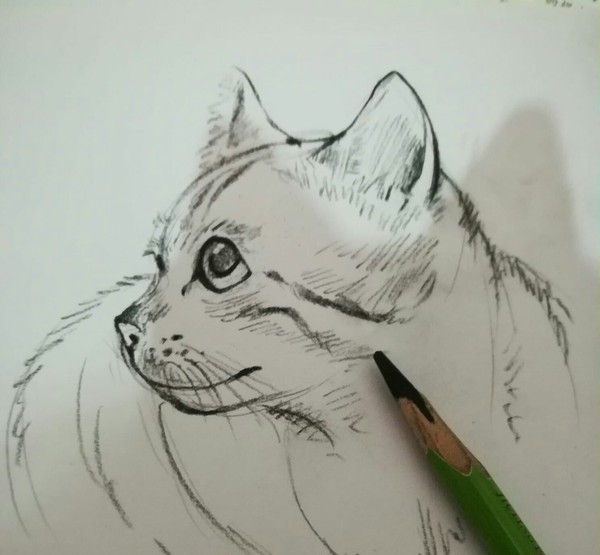 猫咪速写