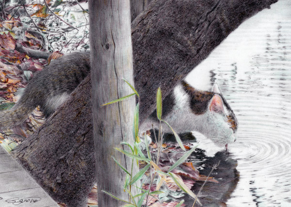 公園の猫