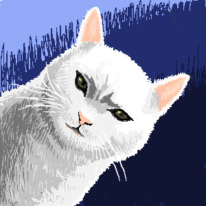White cat 白猫