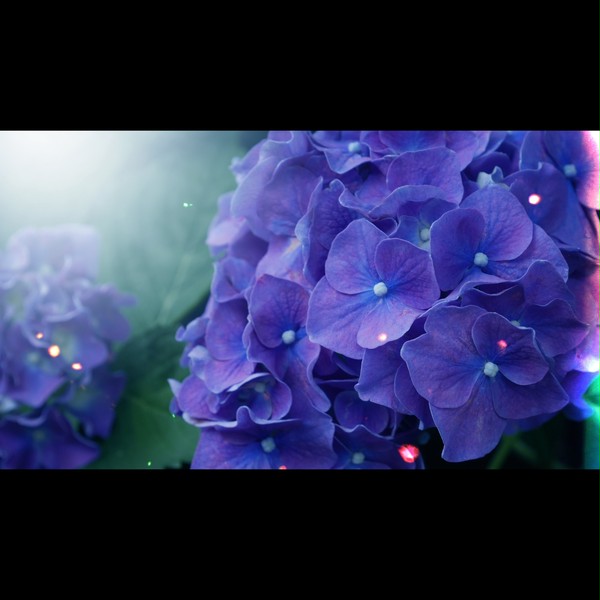紫陽花