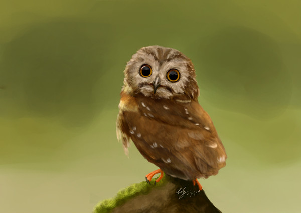 Painting about the owl