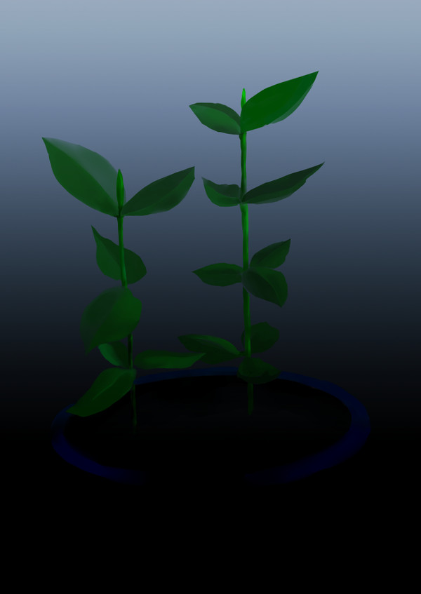 植物01