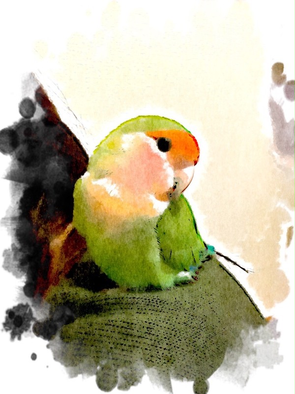 我が家のインコ