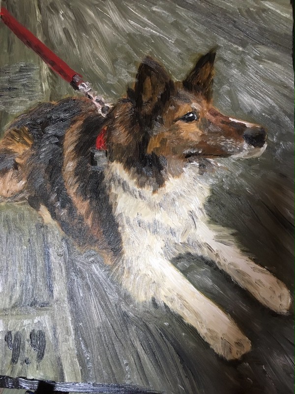 自宅の犬