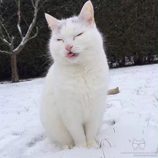 お子様猫