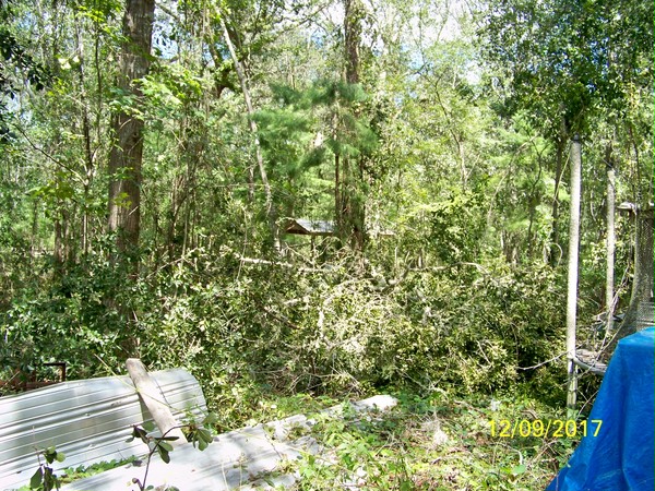A Tree Fell Over My Hive Stand