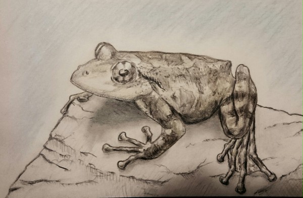 カジカガエル