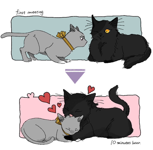 ねこまとめ