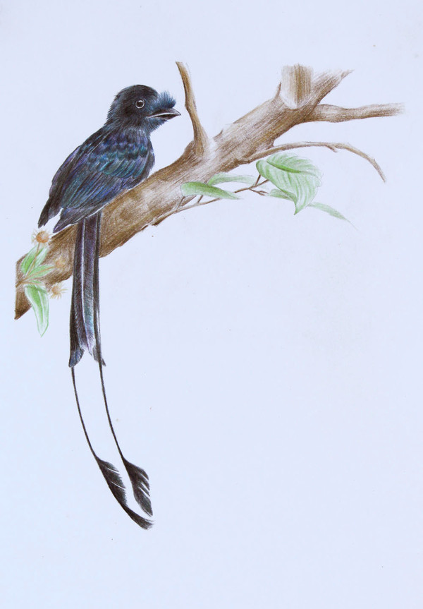 Dicrurus paradiseus