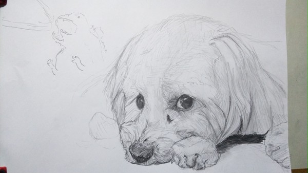 犬（習作）