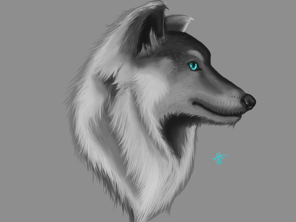 Wolf digital painting.