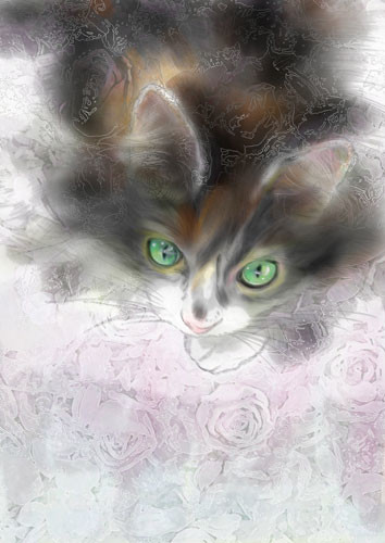 98猫