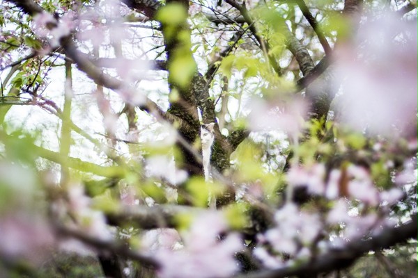 猫の桜の花見*❀٭