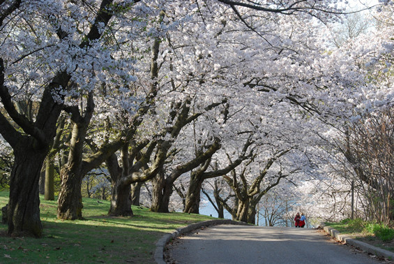 桜