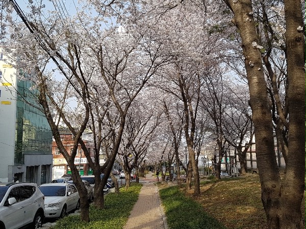 春の桜