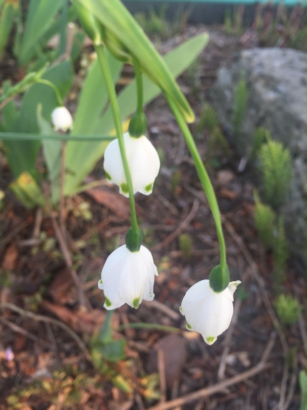 鈴蘭水仙